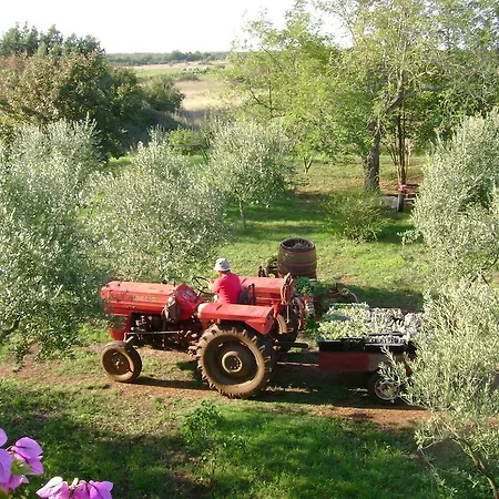 Annamaria بولا